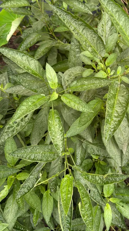 Pepino Melon