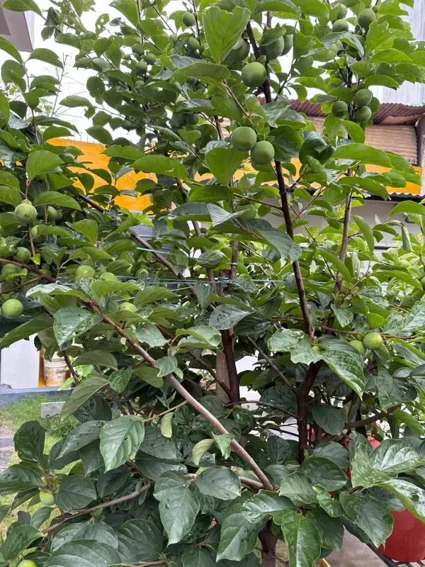 Persimmon