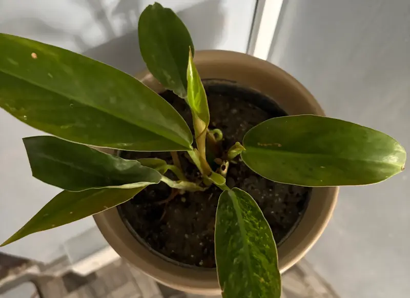 Philodendron ‘Thai Congo’