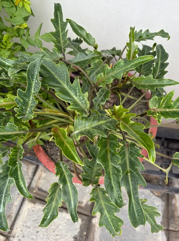 Philodendron Xanadu