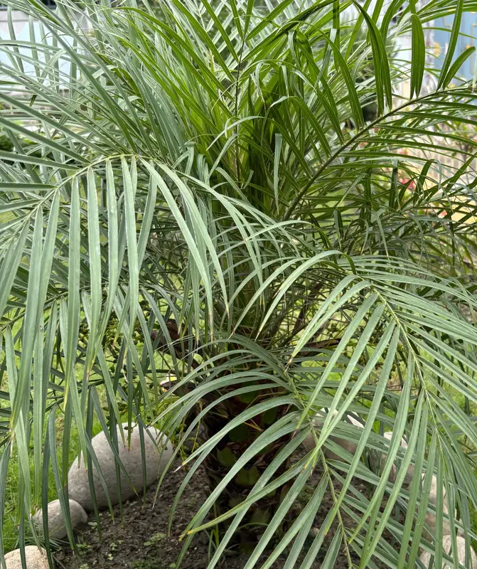 Pygmy Date Palm
