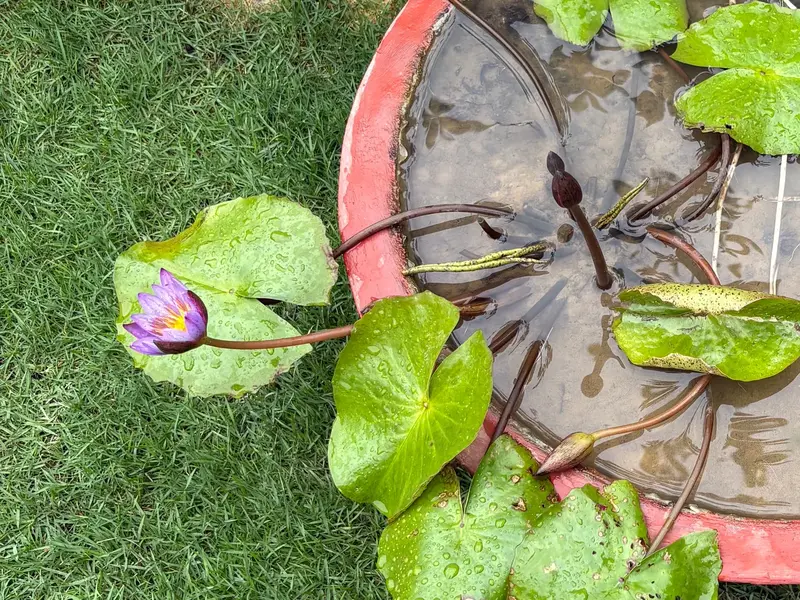Purple Water Lily