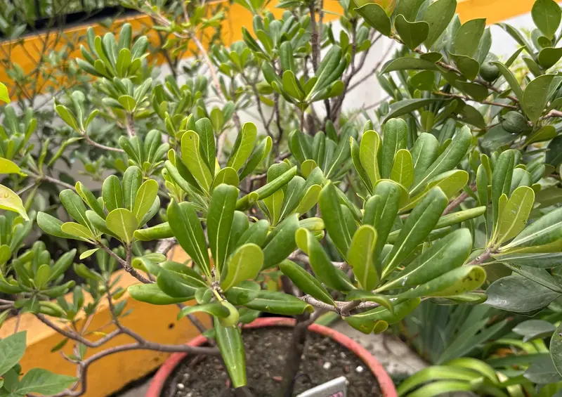 Pittosporum