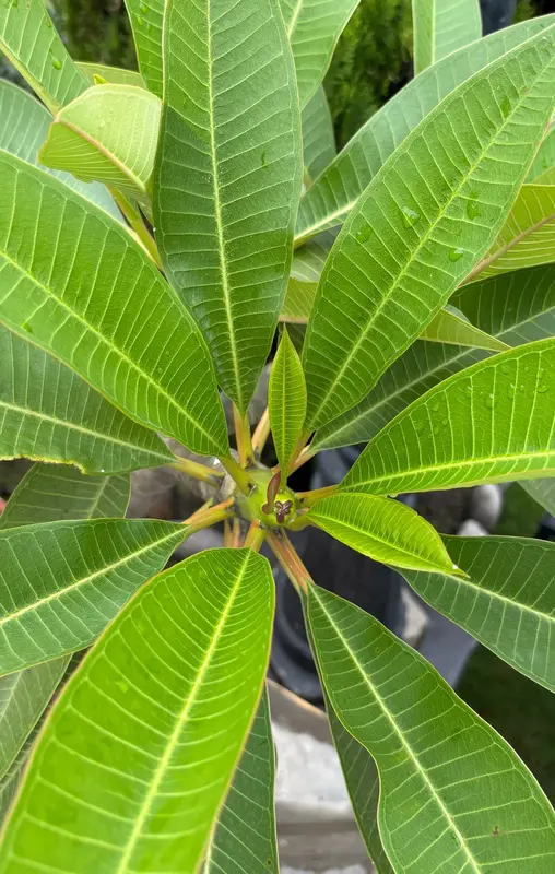 Plumeria