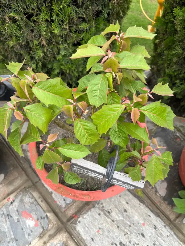 Poinsettia