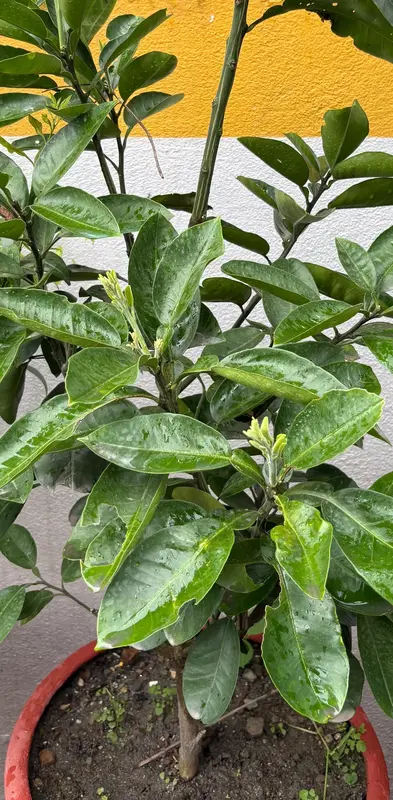Pomelo