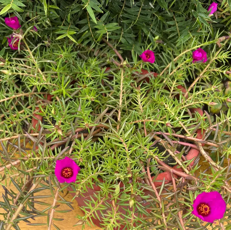 Moss Rose