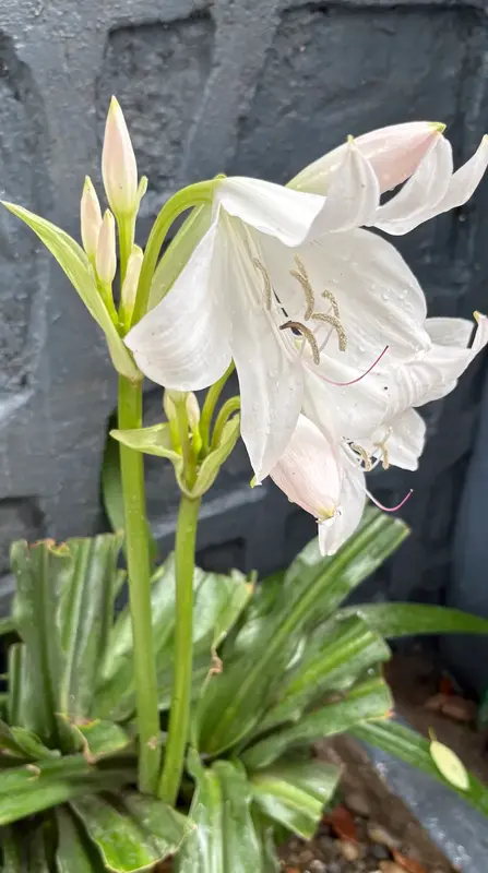 Crinum Lily