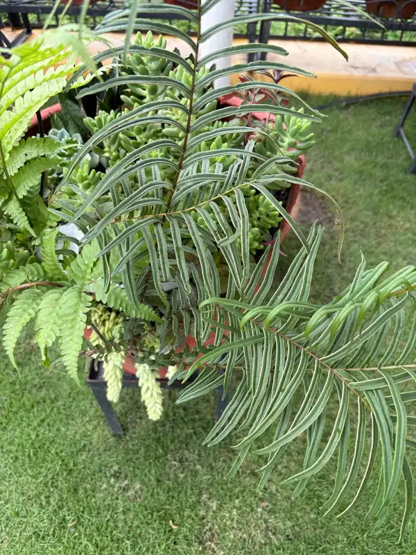 Pteris Fern