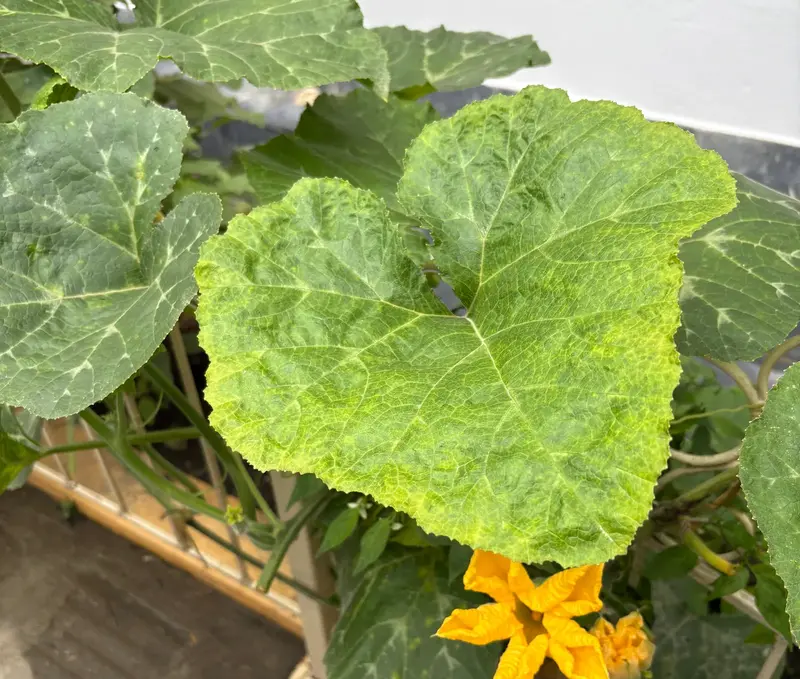 Pumpkin