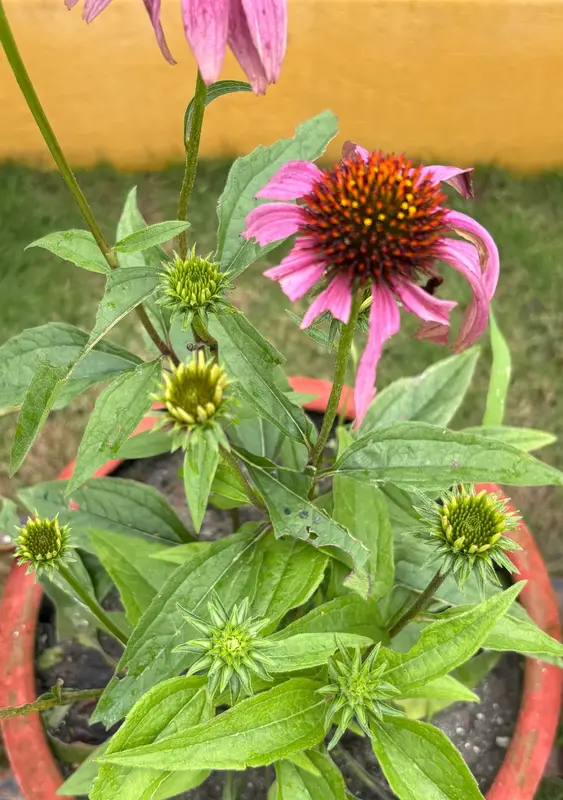 Purple Coneflower