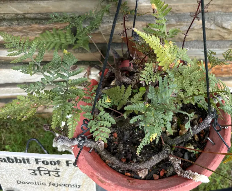 Rabbit’s Foot Fern