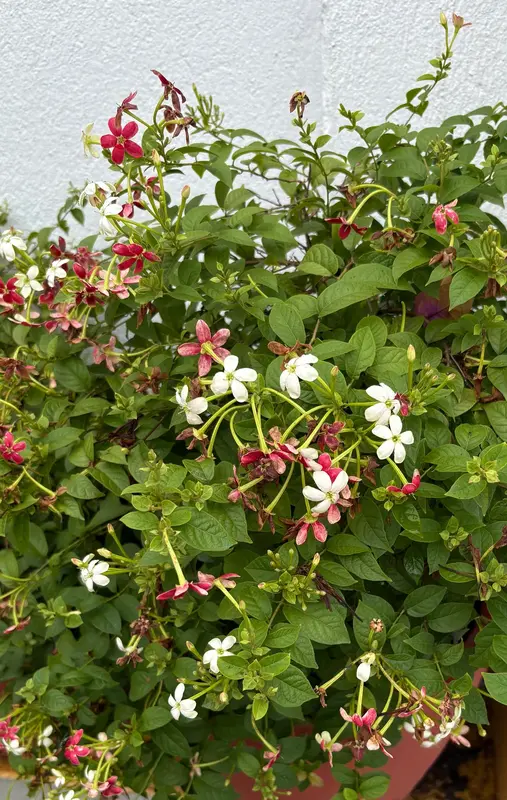 Rangoon Creeper