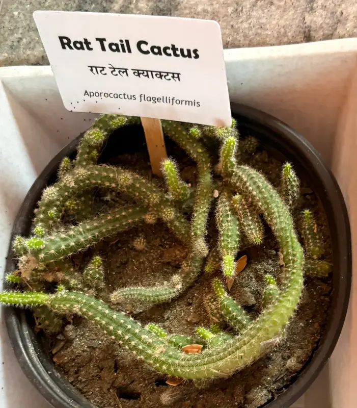 Rat Tail Cactus
