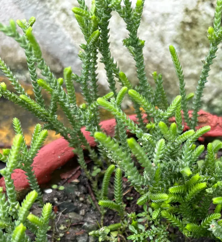 Watch Chain Crassula
