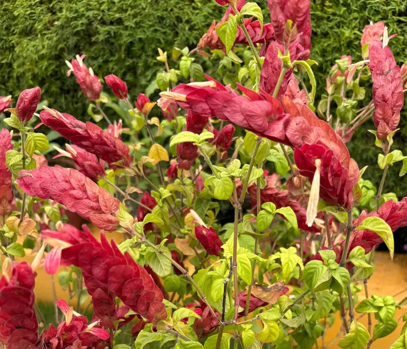 Red Shrimp Plant