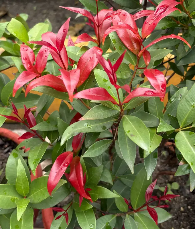 Photinia