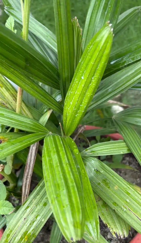 Lady Palm