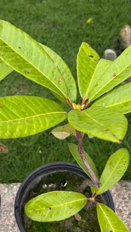 Rhododendron