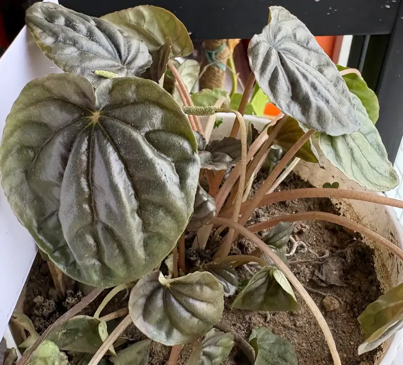 Ripple Peperomia