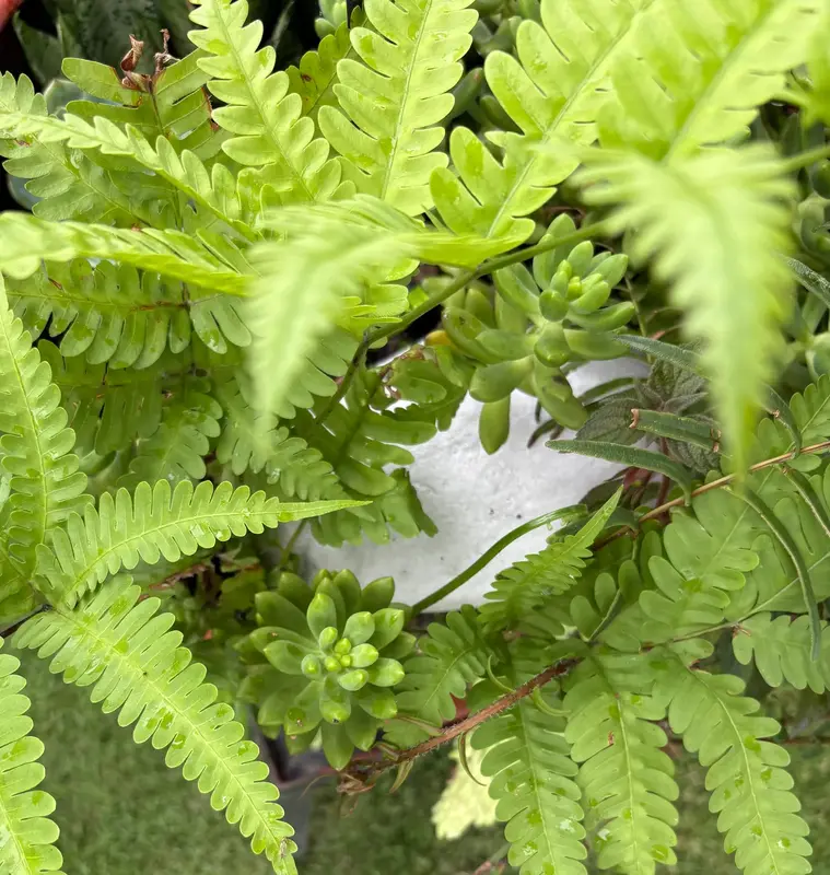 Rock Polypody