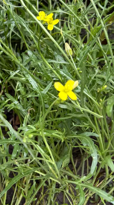 Wild Rocket