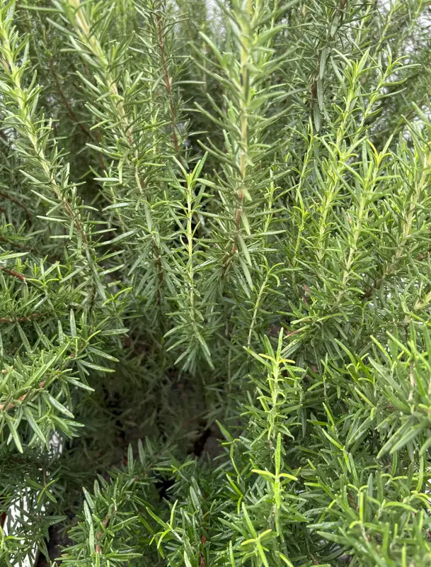 Rosemary