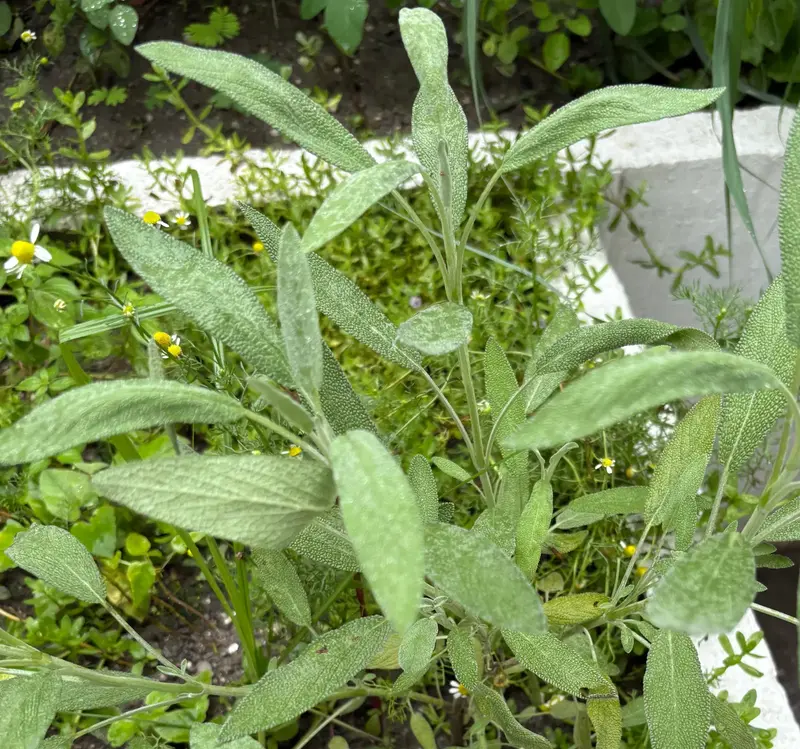 Sage