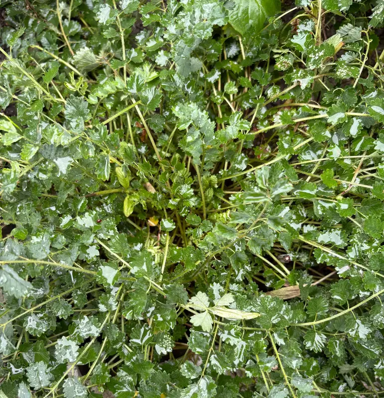 Salad Burnet