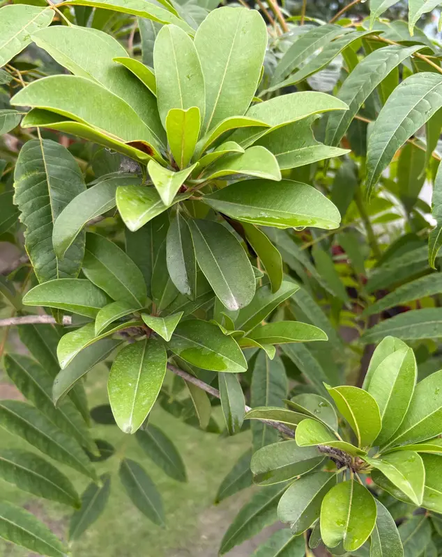 Sapota (Chiku)