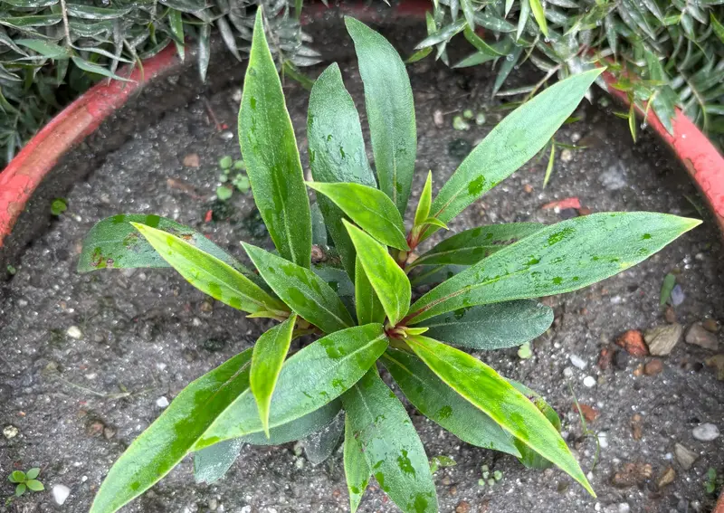Seemannia