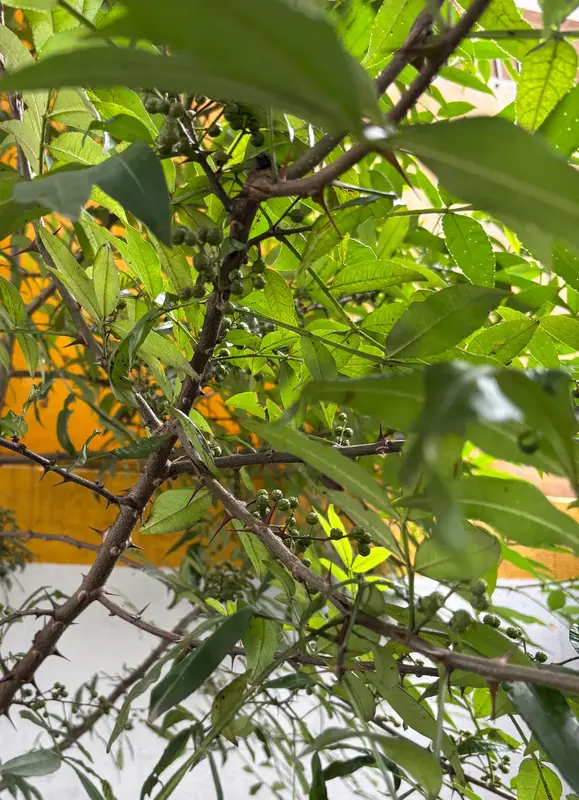 Timur (Sichuan Pepper)