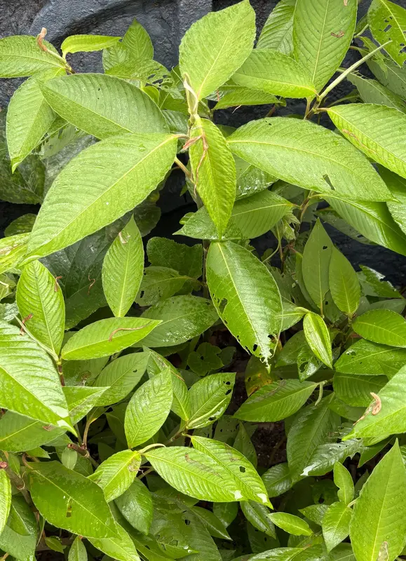 Thotne (Sikkim Knotweed)