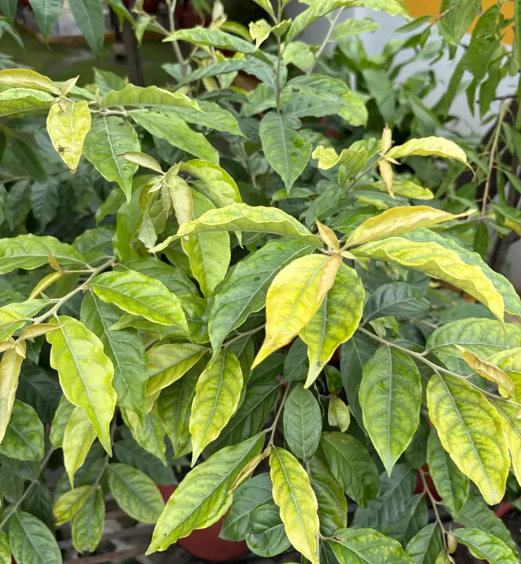 Silverberry
