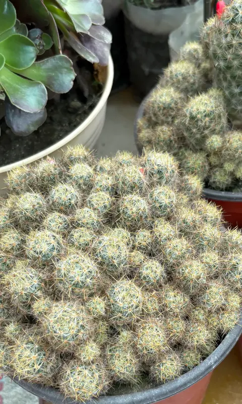 Mammillaria