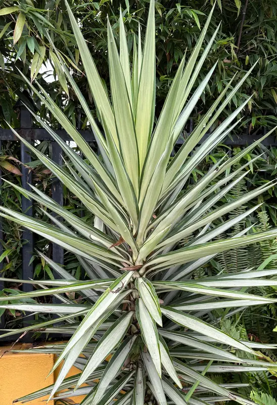 Silver Yucca