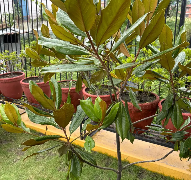 Southern Magnolia