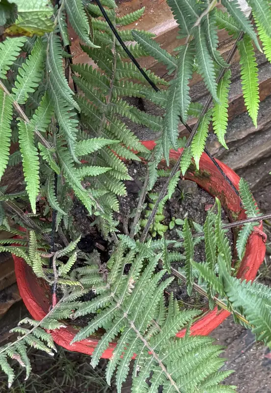 Wood Fern