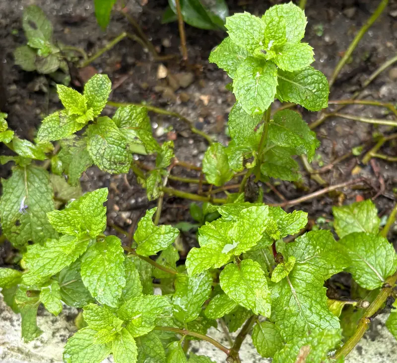 Spearmint