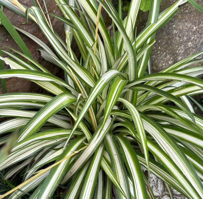 Spider Plant