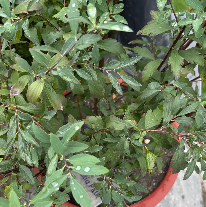 Spiraea