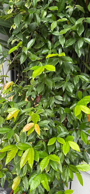 Star Jasmine