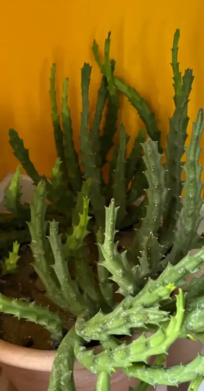 Starfish Cactus
