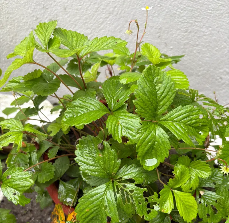 Strawberry