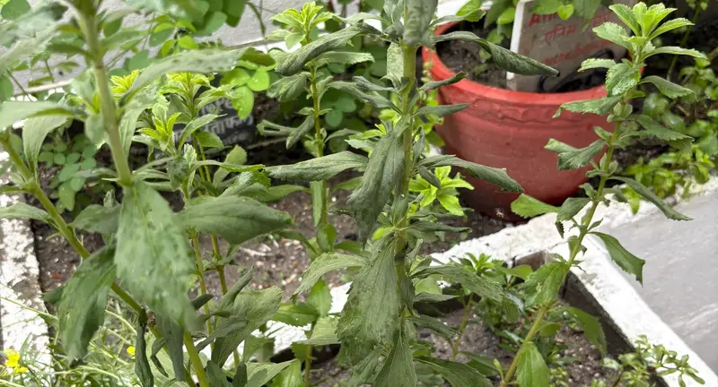 Stevia