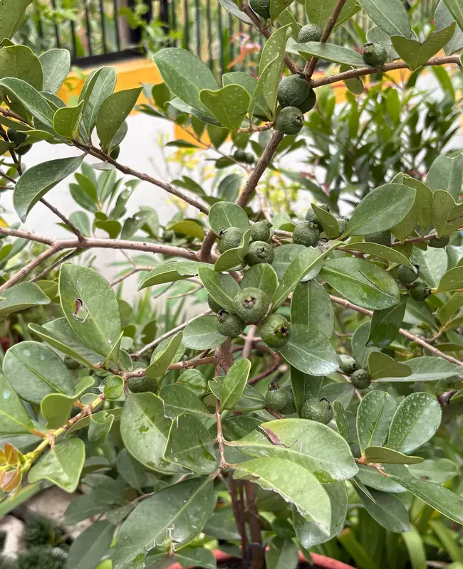 Strawberry Guava