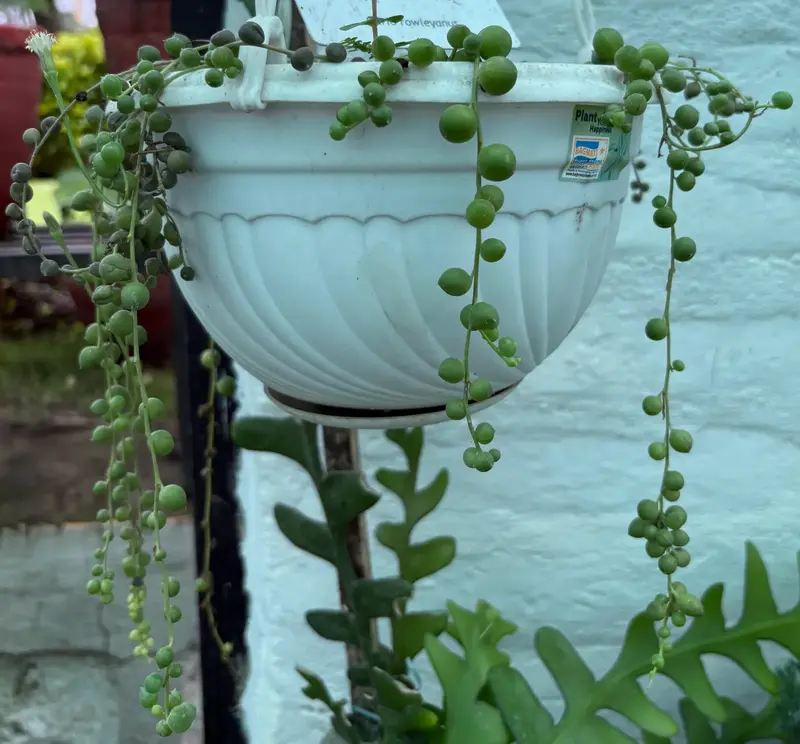 String of Pearls