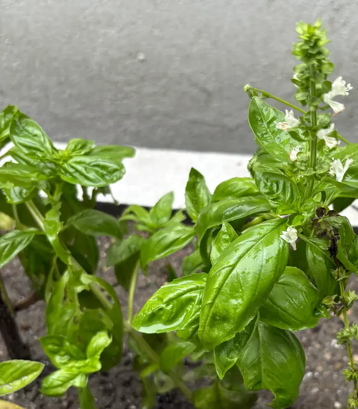 Sweet Basil
