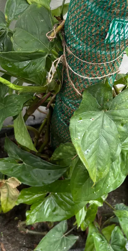 Arrowhead Vine