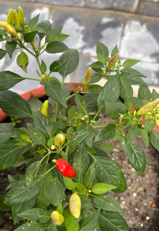 Tabasco Chili